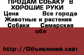 ПРОДАМ СОБАКУ  В ХОРОШИЕ РУКИ  › Цена ­ 4 000 - Все города Животные и растения » Собаки   . Самарская обл.